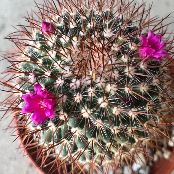 . ๐ธ Meet Mannie ๐ธ . - Picture 3 of 9